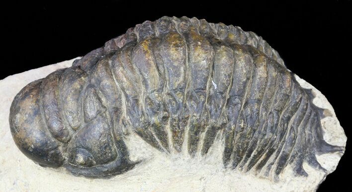 Bargain, Crotalocephalina Trilobite #55995